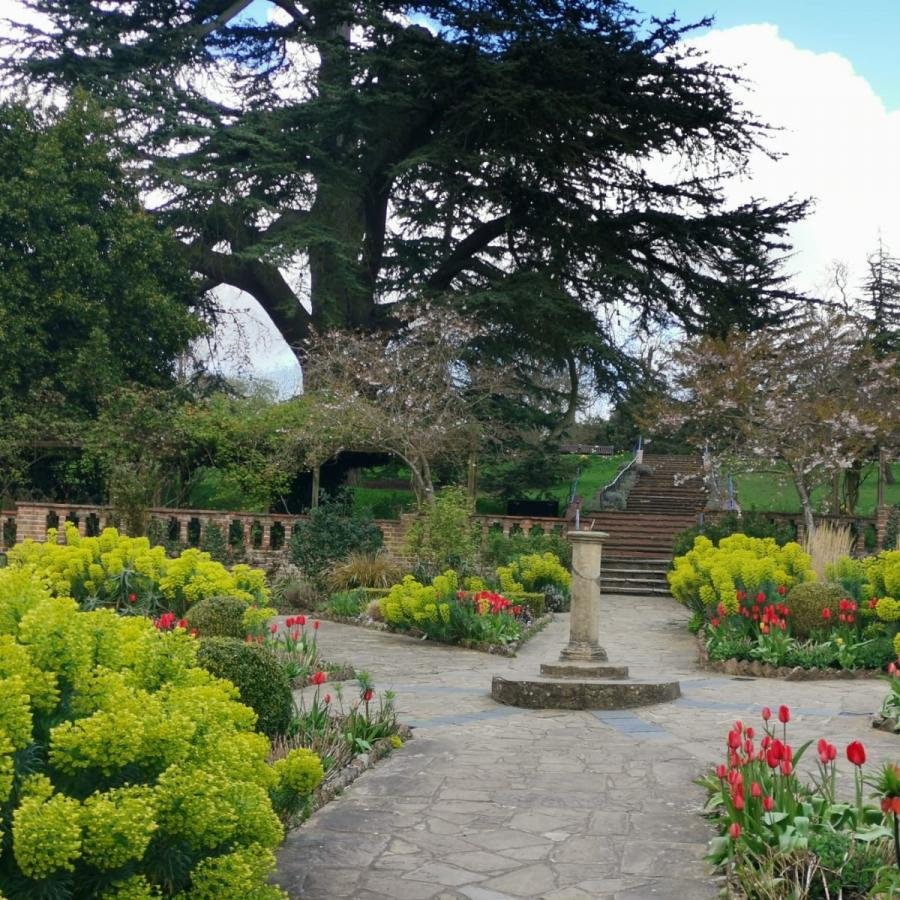 Standing Tall: The Lebanese Cedar at The Rookery