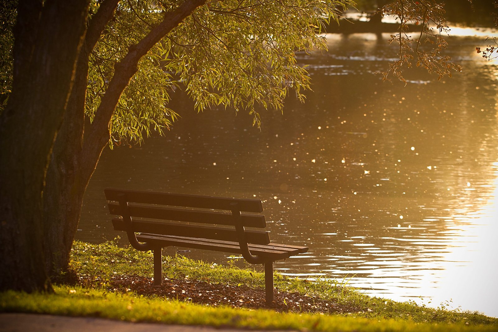 Moments at the Lakeside Bench